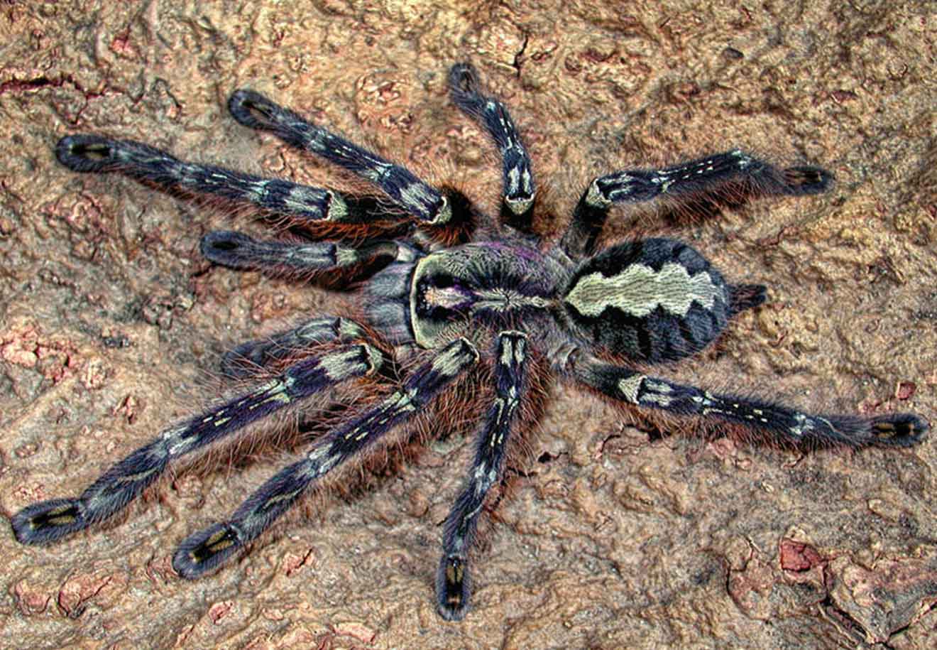 Emaar Akvaryum - Örümcekler
