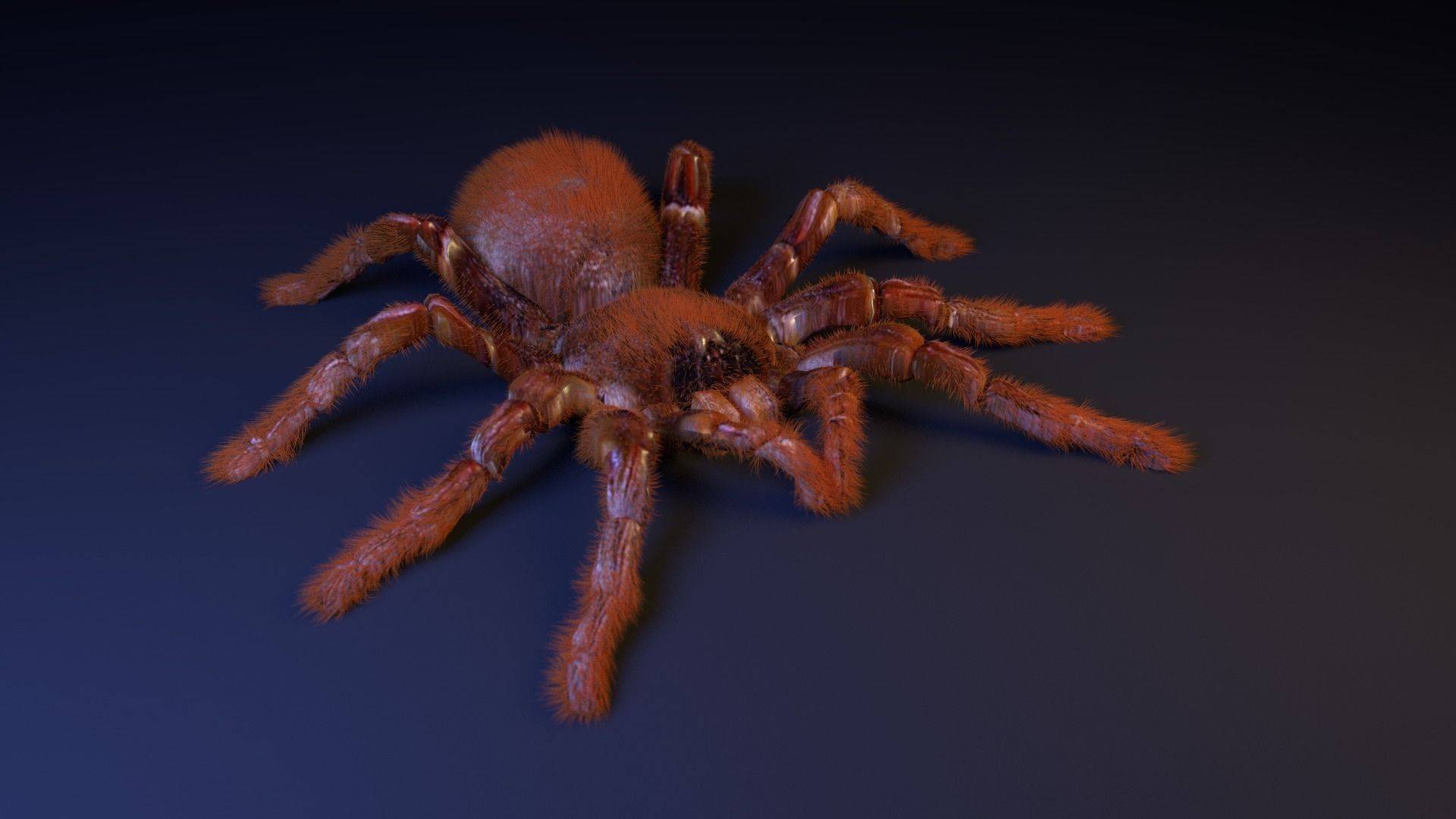 Emaar Akvaryum - Örümcekler