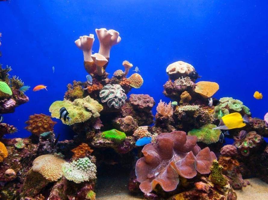 Emaar Akvaryum - Coral Reef