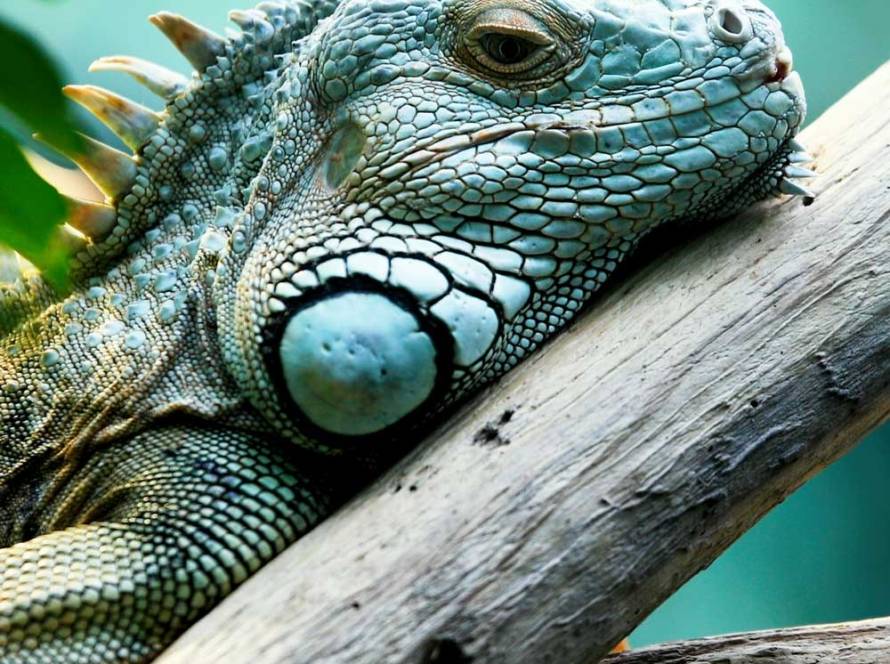Emaar Akvaryum - Yeşil İguana