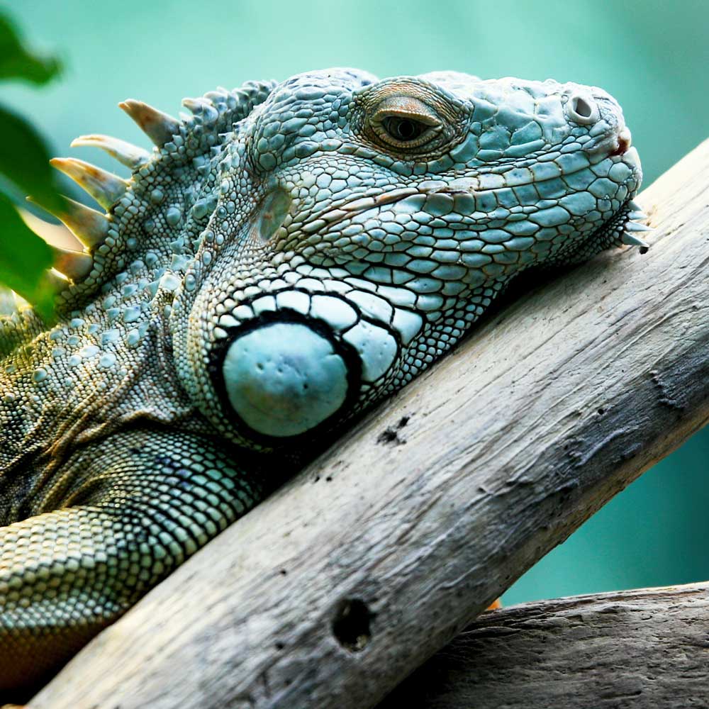 Emaar Akvaryum - Yeşil İguana
