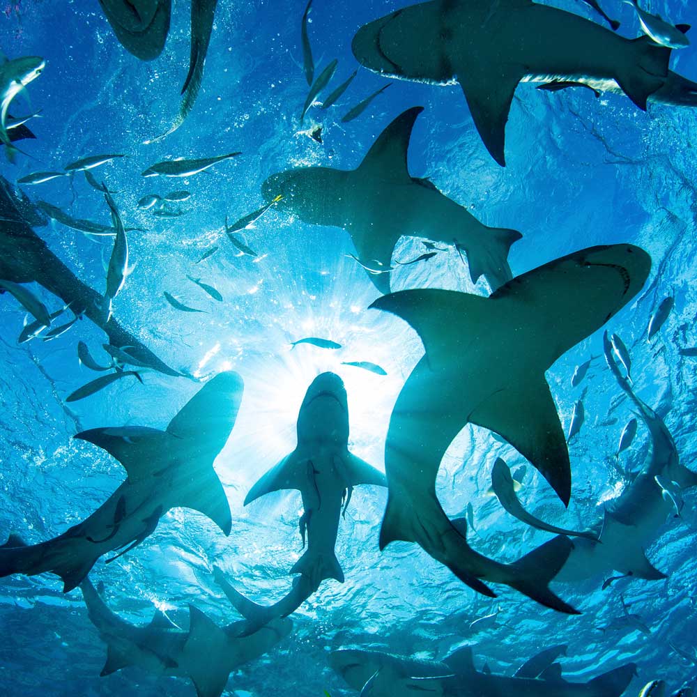 Emaar Akvaryum - Köpekbalıkları