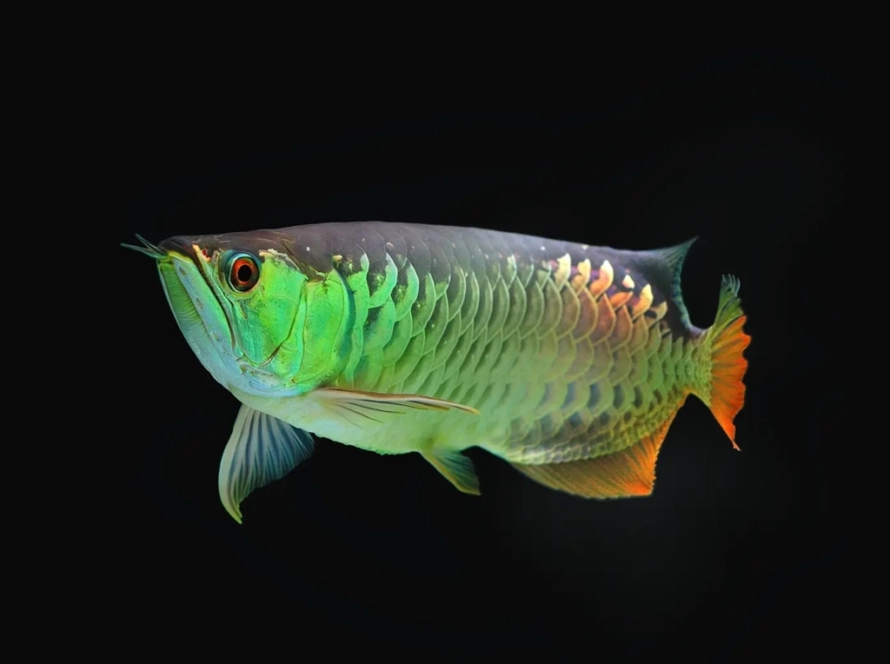 Arowana Fish