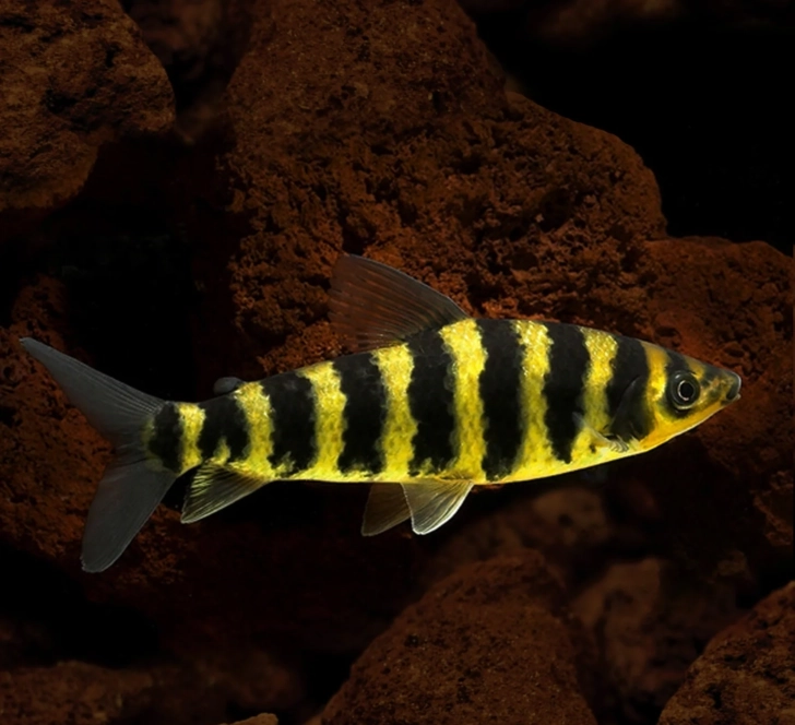 Banded Leporinus