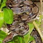 Boa Constrictor