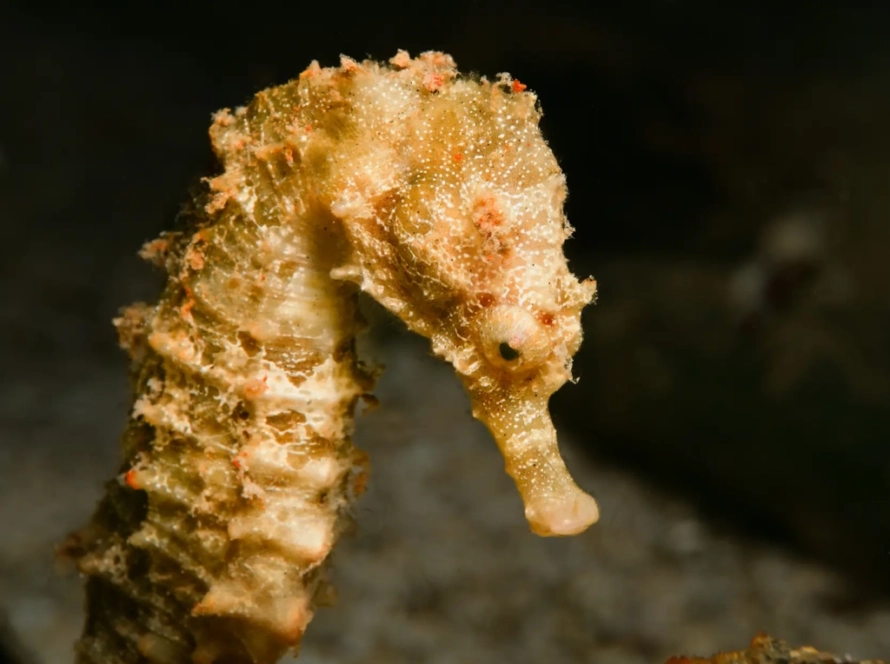 Seahorse