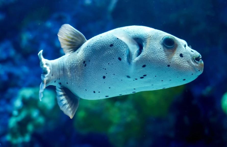 Dog-faced Puffer Fish
