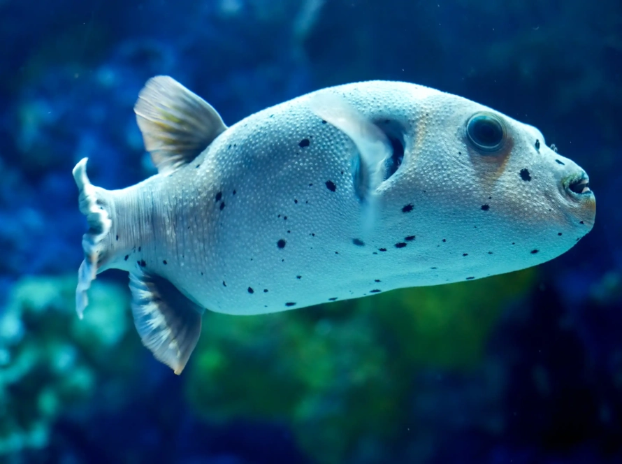 Uzun Omurgalı Kirpi Balığı: Denizlerin Eşsiz Savunmacısı
