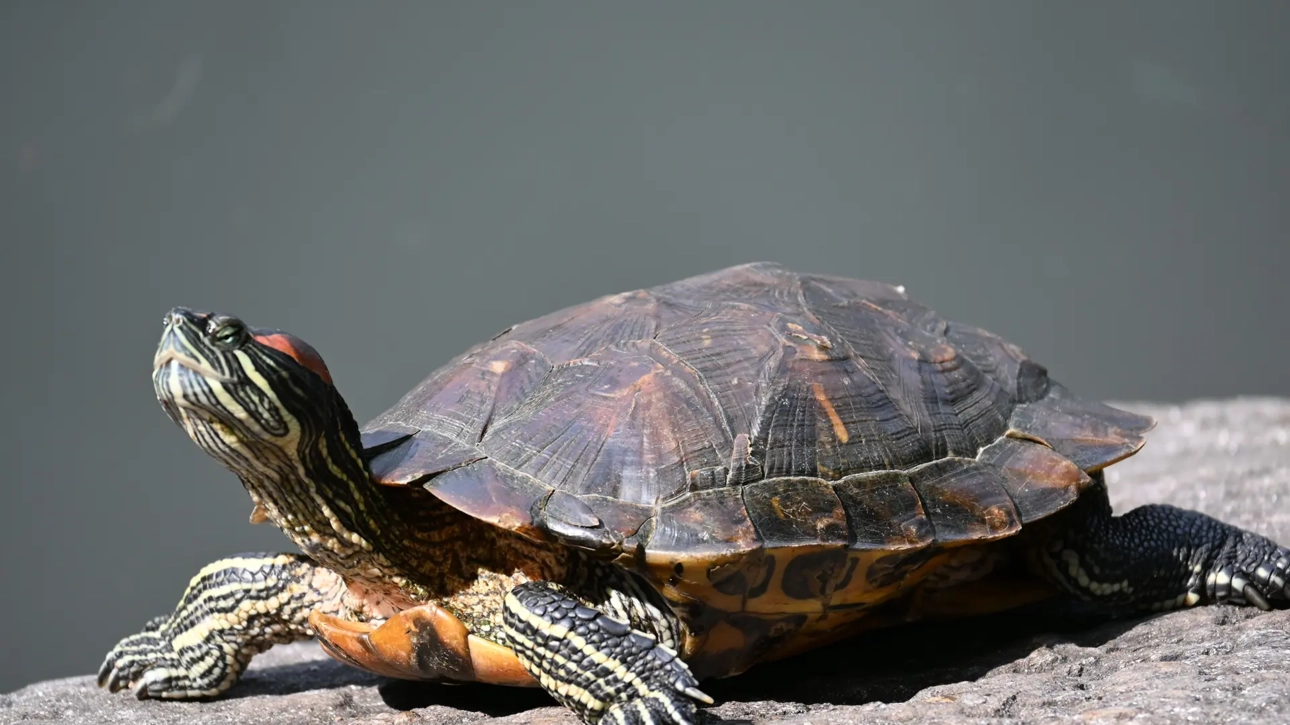 Kırmızı Yanak Su Kaplumbağası: Doğanın Zarif Sembolü