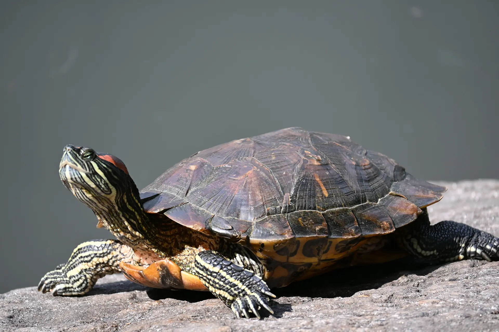 Kırmızı Yanak Su Kaplumbağası: Doğanın Zarif Sembolü