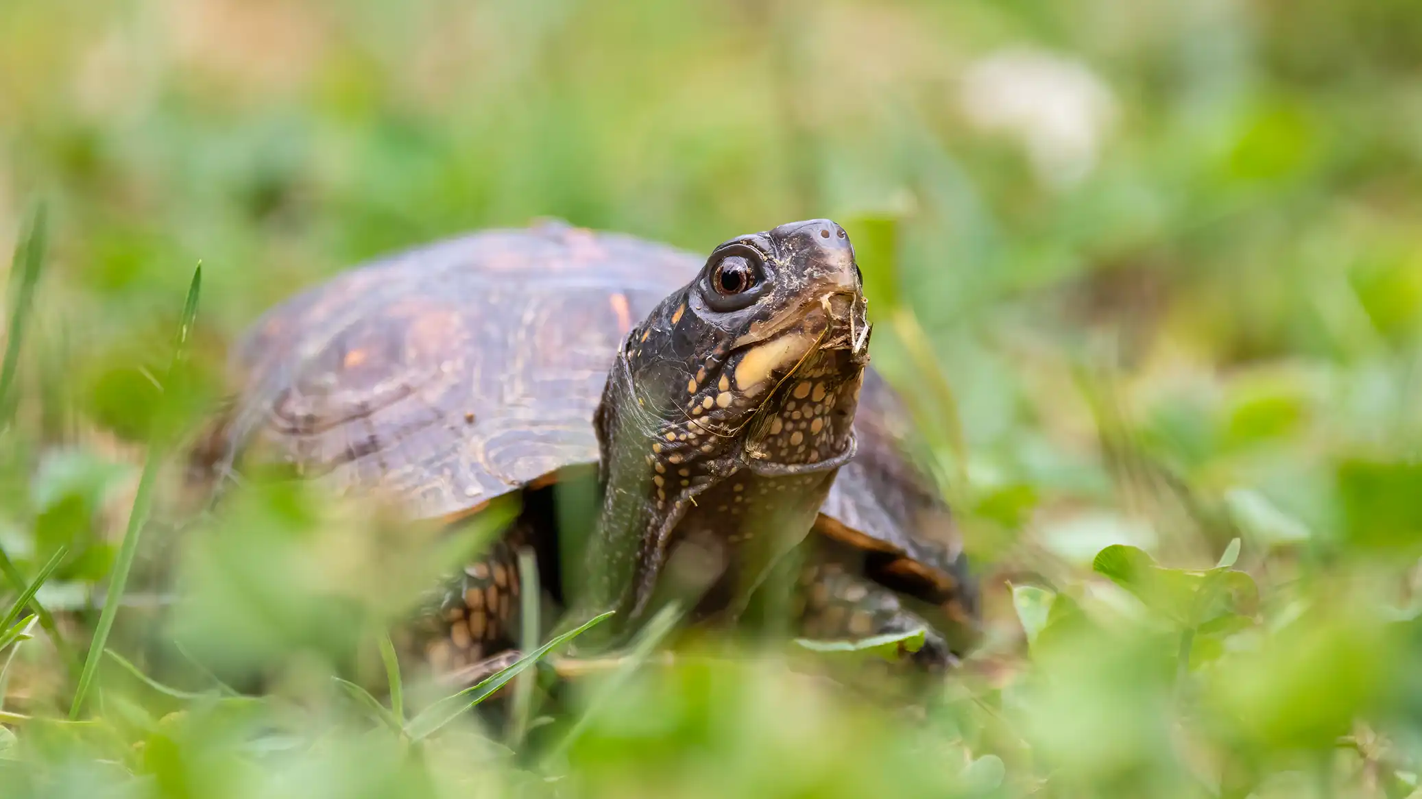 Kutu Kaplumbağası: Doğanın Zırhlı Mucizesi