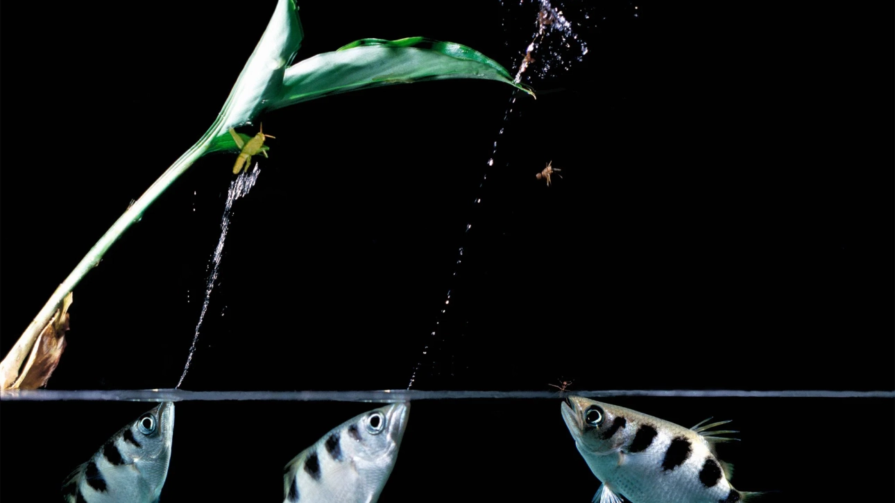 Okçu Balığı: Su Üstü Hedeflerinin Ustası