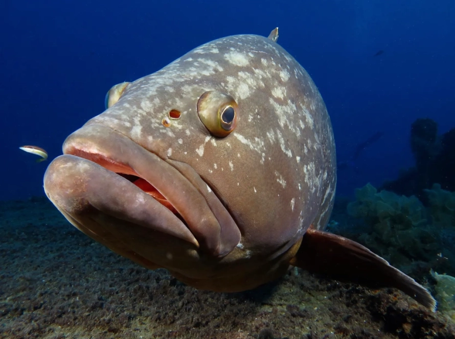 Grouper