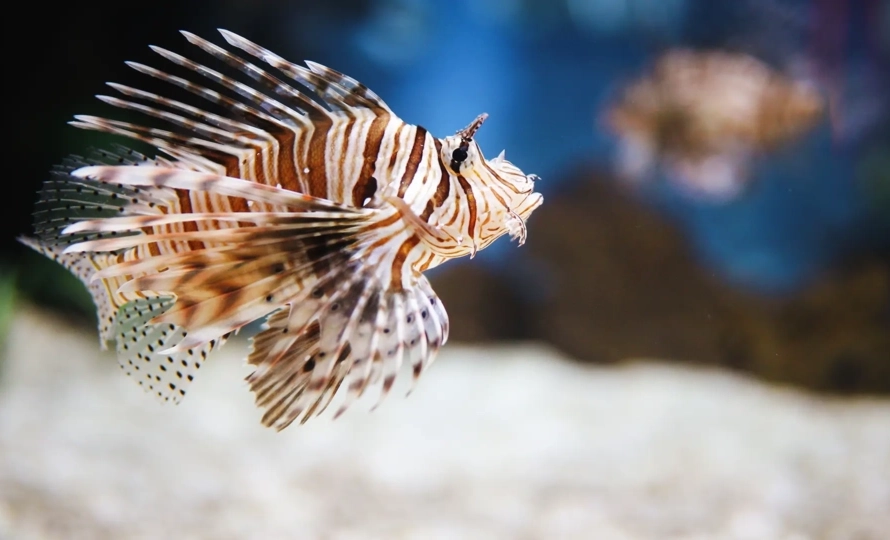 Lionfish