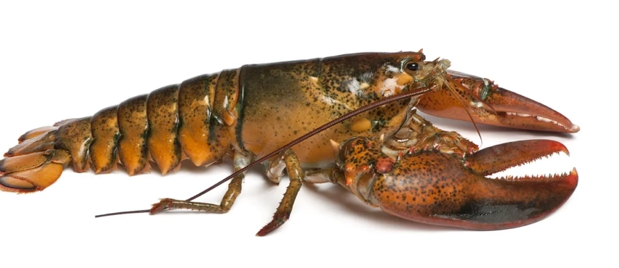 Lobster