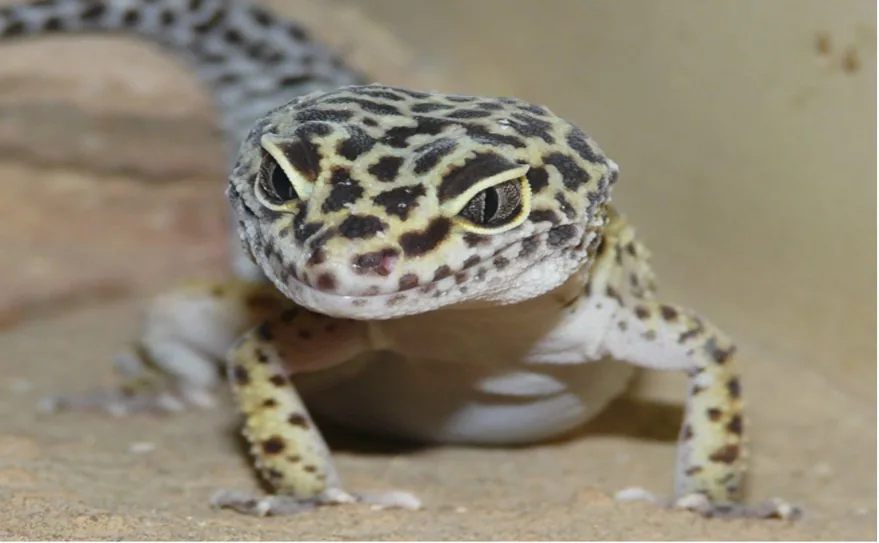 benekli leopar gecko