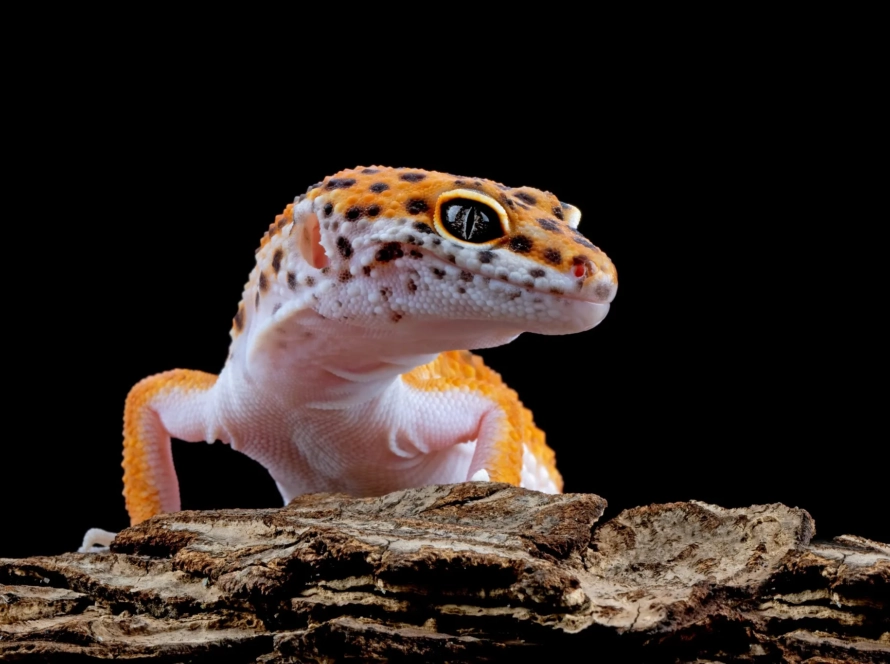 gecko
