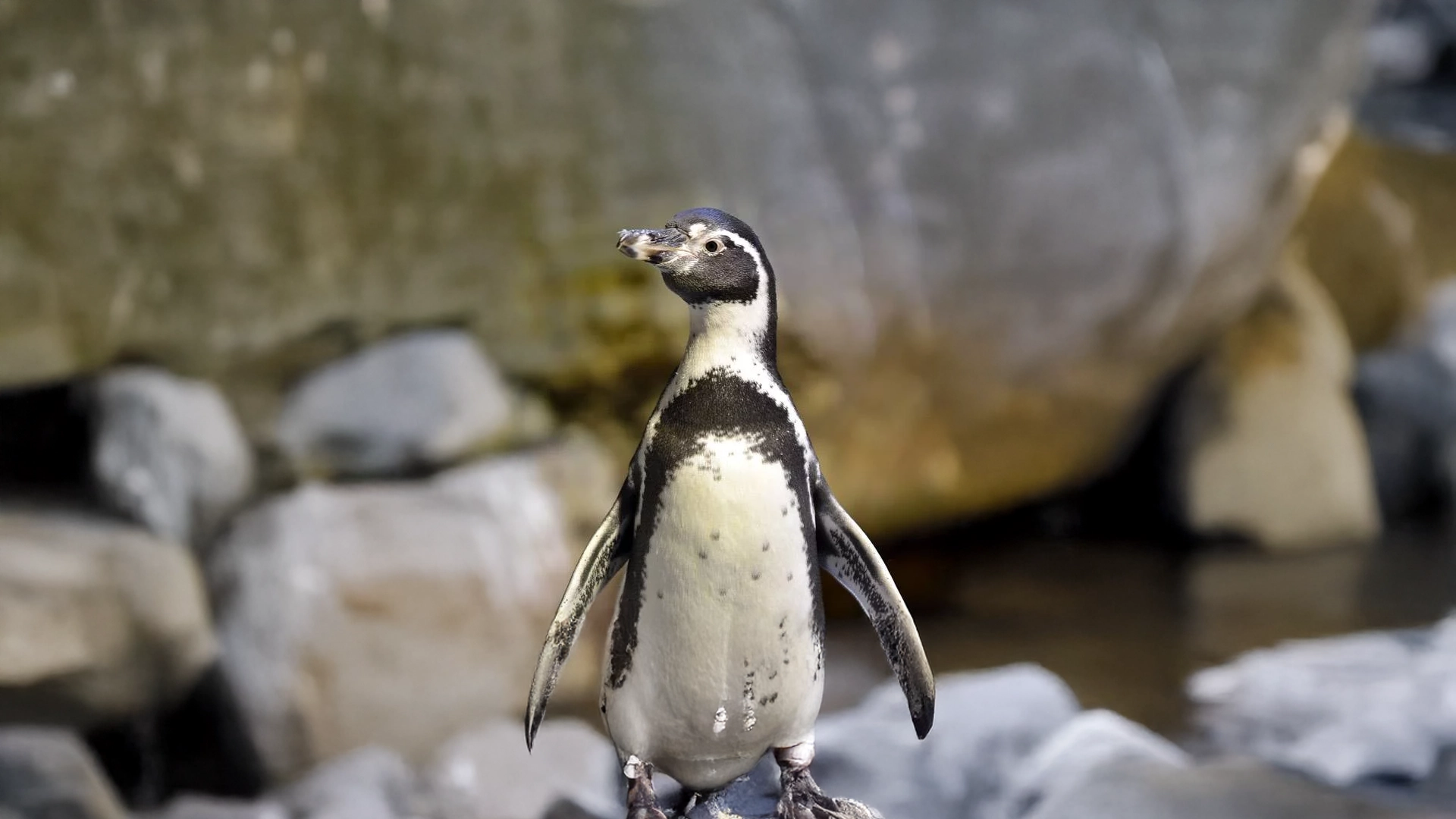 Penguen