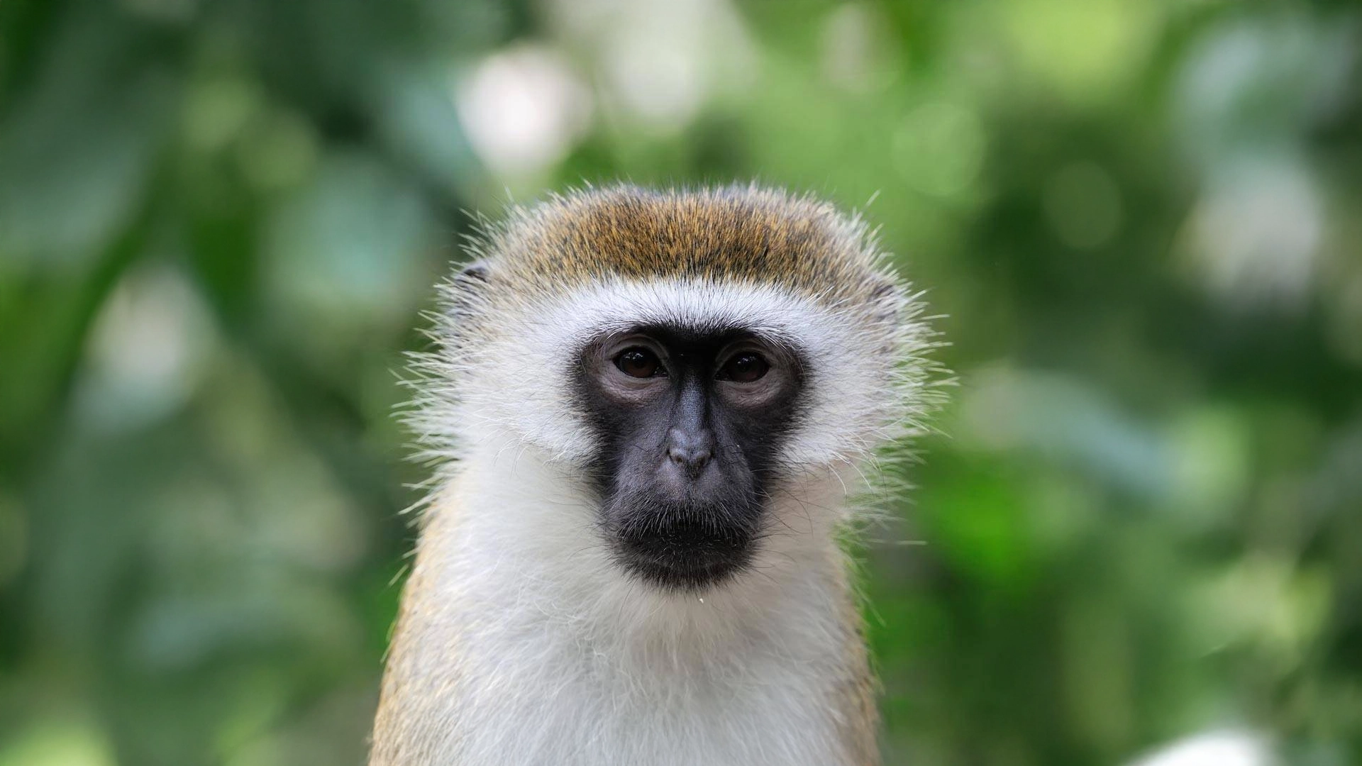Vervet Maymunu