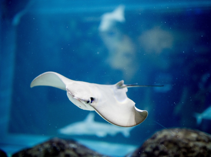 İstanbul kapalı mekan Emaar Akvaryum