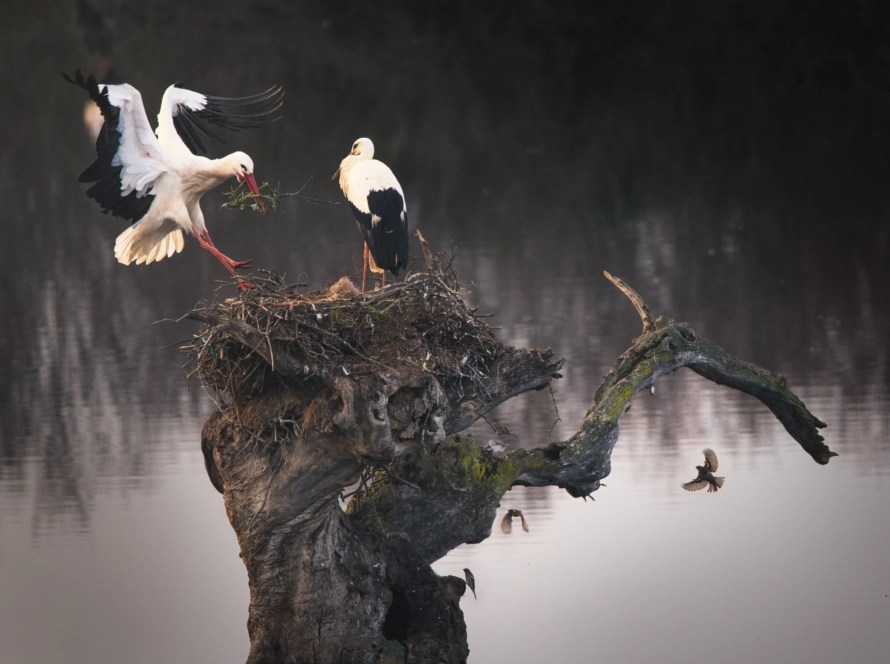 baharda göç eden hayvanlar