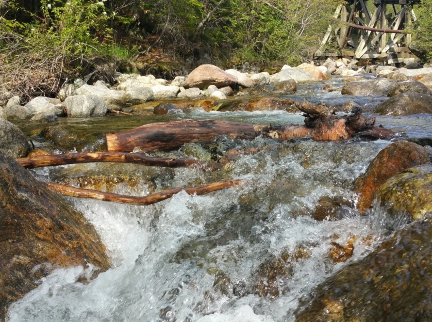 Türkiye'deki akarsu canlıları