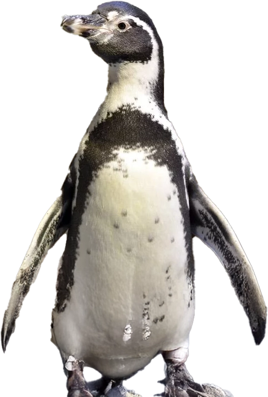 Penguix