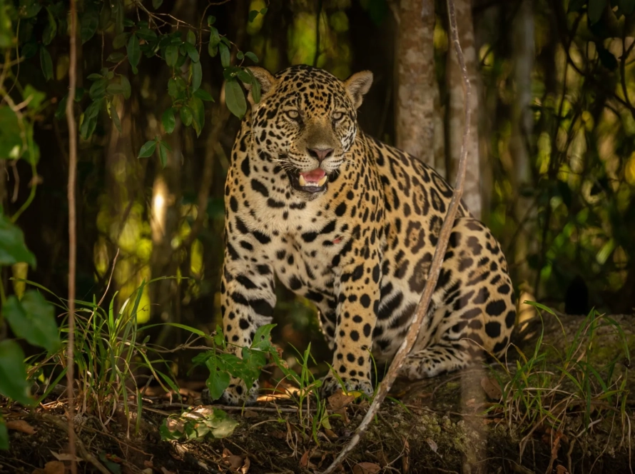 jaguar