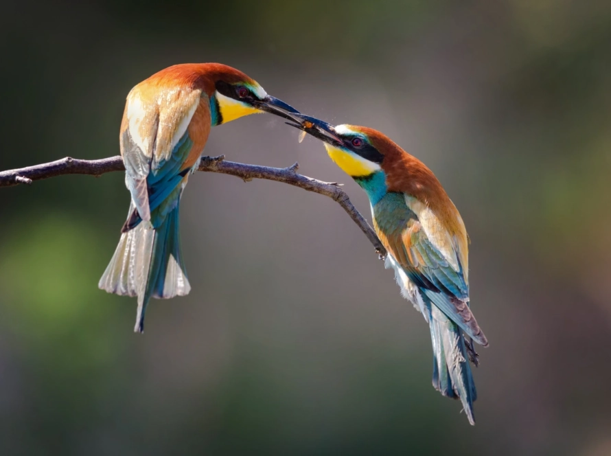 kuşlar ve özellikleri