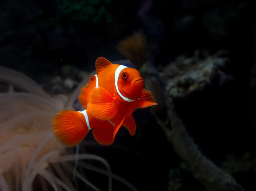 red oscar, astronot balığı