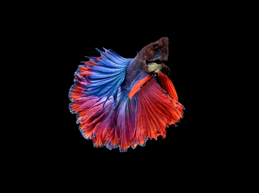 betta balığı
