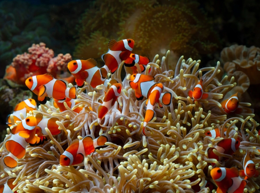 Palyaço balığı Nemo