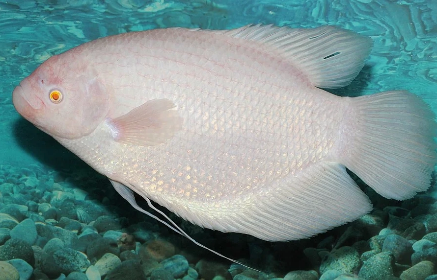 giant gourami