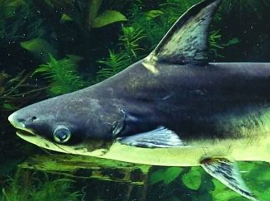 emaar aquarium pangasius